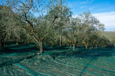 Kasım başında İtalya 'nın Toskana kentindeki Castiglione d' Orcia yakınlarındaki tarım çiftliğinde taze yeşil organik zeytin hasadı.