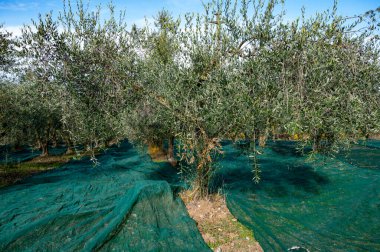 Kasım başında İtalya 'nın Toskana kentindeki Castiglione d' Orcia yakınlarındaki tarım çiftliğinde taze yeşil organik zeytin hasadı.
