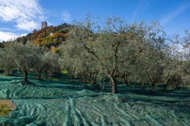 Kasım başında İtalya 'nın Toskana kentindeki Castiglione d' Orcia yakınlarındaki tarım çiftliğinde taze yeşil organik zeytin hasadı.