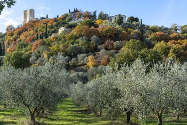 Kasım başında İtalya 'nın Toskana kentindeki Castiglione d' Orcia yakınlarındaki tarım çiftliğinde taze yeşil organik zeytin hasadı.