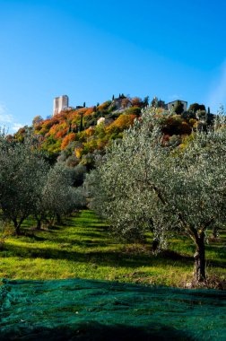 Kasım başında İtalya 'nın Toskana kentindeki Castiglione d' Orcia yakınlarındaki tarım çiftliğinde taze yeşil organik zeytin hasadı.