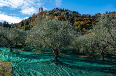 Kasım başında İtalya 'nın Toskana kentindeki Castiglione d' Orcia yakınlarındaki tarım çiftliğinde taze yeşil organik zeytin hasadı.