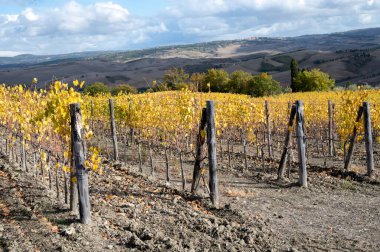 Bagno Vignoni, üzüm bağlarında sonbahar, Toskana 'da Val d' Orcia, hasattan sonra sıra sıra sarı üzüm bitkileri, İtalya