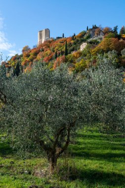 Kasım başında İtalya 'nın Toskana kentindeki Castiglione d' Orcia yakınlarındaki tarım çiftliğinde taze yeşil organik zeytin hasadı.