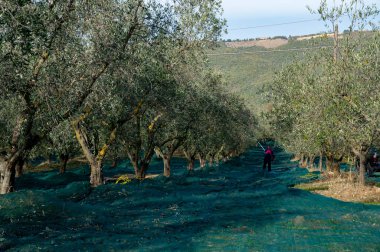 Kasım başında İtalya 'nın Toskana kentindeki Castiglione d' Orcia yakınlarındaki tarım çiftliğinde taze yeşil organik zeytin hasadı.