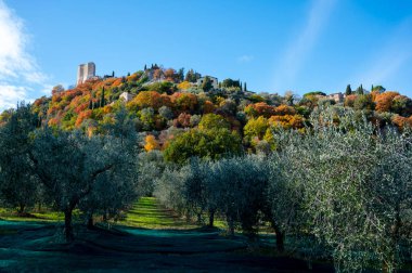 Kasım başında İtalya 'nın Toskana kentindeki Castiglione d' Orcia yakınlarındaki tarım çiftliğinde taze yeşil organik zeytin hasadı.