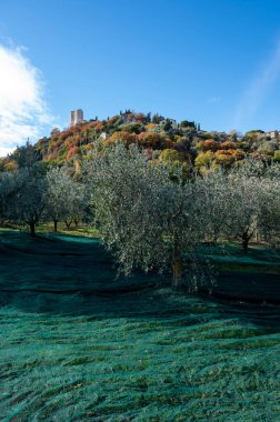 Kasım başında İtalya 'nın Toskana kentindeki Castiglione d' Orcia yakınlarındaki tarım çiftliğinde taze yeşil organik zeytin hasadı.