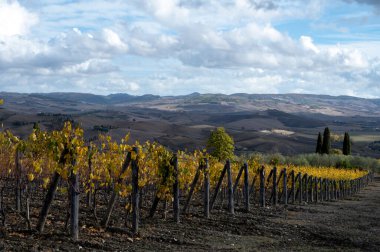 Bagno Vignoni, üzüm bağlarında sonbahar, Toskana 'da Val d' Orcia, hasattan sonra sıra sıra sarı üzüm bitkileri, İtalya