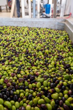 Küçük dağ köyü Lenola, Lazio, İtalya 'daki organik zeytinyağı üretimi sürecinde organik zeytinyağı çiftliğinin soğuğu ve çıkarılması için kutularda taze siyah ve yeşil zeytinler.