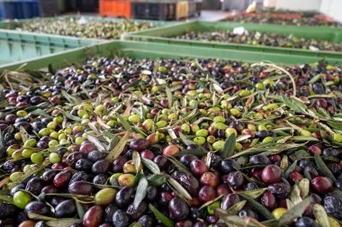 Küçük dağ köyü Lenola, Lazio, İtalya 'daki organik zeytinyağı üretimi sürecinde organik zeytinyağı çiftliğinin soğuğu ve çıkarılması için kutularda taze siyah ve yeşil zeytinler.