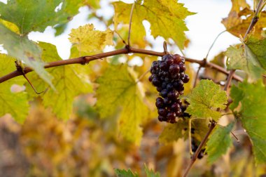 Şarap yakınındaki üzüm bağlarında renkli bir sonbahar. Kasabayı Montalcino, Toskana, olgunlaşmış mavi sangiovese üzümleri hasat sonrası bitkilerde asılı, İtalya, yakın.