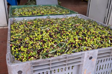 Küçük dağ köyü Lenola, Lazio, İtalya 'daki organik zeytinyağı üretimi sürecinde organik zeytinyağı çiftliğinin soğuğu ve çıkarılması için kutularda taze siyah ve yeşil zeytinler.