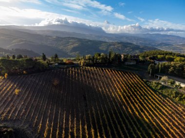 Val d 'Orcia tepelerinde hava manzarası, şarap yakınındaki üzüm bağlarında renkli sonbahar şehri Montalcino, Toskana, hasattan sonra sıra sıra üzüm bitkileri, İtalya