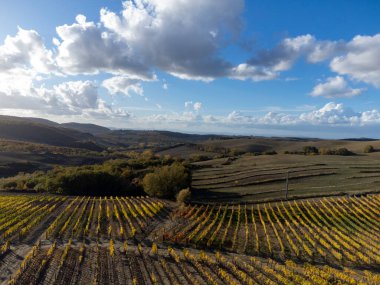 Val d 'Orcia tepelerinde hava manzarası, şarap yakınındaki üzüm bağlarında renkli sonbahar şehri Montalcino, Toskana, hasattan sonra sıra sıra üzüm bitkileri, İtalya