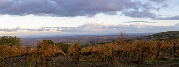 Colorful Autumn Day Vineyards Wine Making Town Montalcino Tuscany Rows — Stock Photo, Image