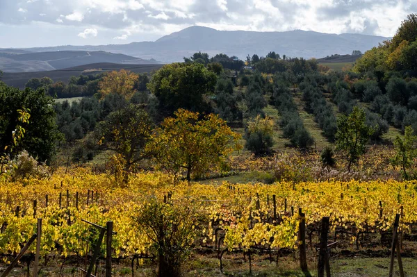 Widok Wzgórza Val Orcia Kolorowa Jesień Winnicach Pobliżu Miasta Winiarskiego — Zdjęcie stockowe