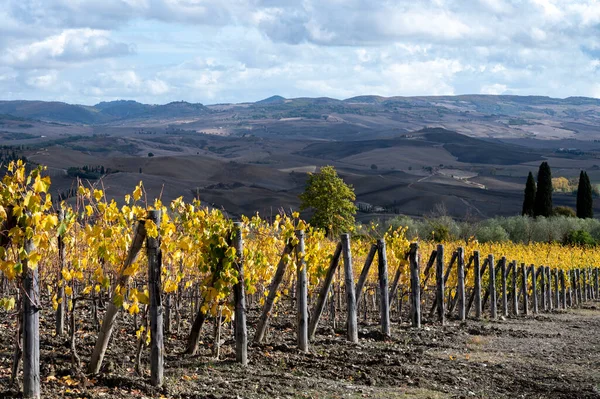 Bagno Vignoni, üzüm bağlarında sonbahar, Toskana 'da Val d' Orcia, hasattan sonra sıra sıra sarı üzüm bitkileri, İtalya