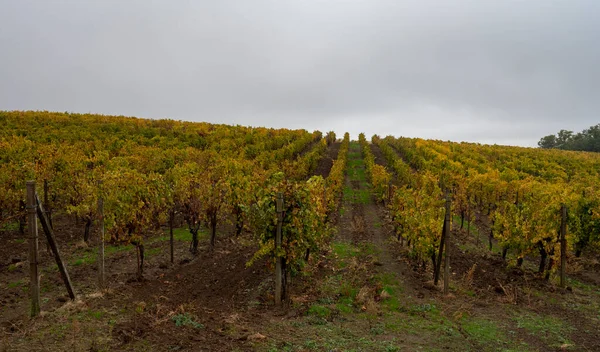 Día Lluvioso Otoño Viñedos Cerca Orvieto Umbría Hileras Plantas Uva —  Fotos de Stock