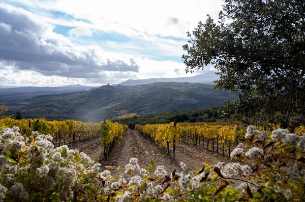 Kolorowy Jesienny Dzień Winnicach Pobliżu Miasta Winiarskiego Montalcino Toskania Rzędy — Zdjęcie stockowe