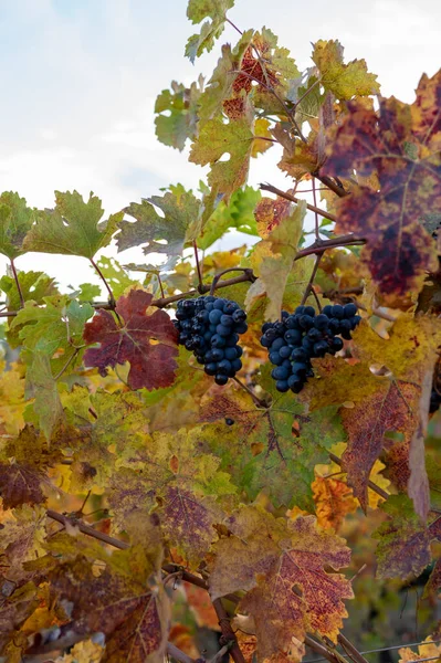 意大利托斯卡纳市蒙塔尔奇诺镇附近葡萄园上五彩缤纷的秋天 成熟的蓝色桑乔维亚葡萄收获后挂在植物上 — 图库照片