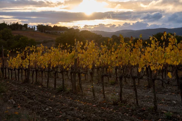 Barevný Podzimní Den Vinicích Blízkosti Města Montalcino Toskánsko Řady Hroznů — Stock fotografie