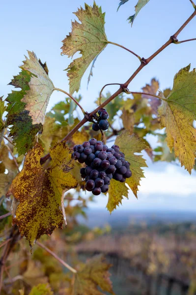 Colorful Autumn Vineyards Wine Making Town Montalcino Tuscany Ripe Blue — Stock Photo, Image