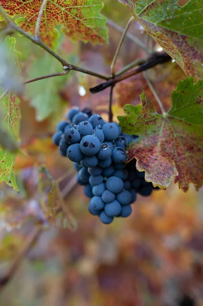 Colorful Autumn Vineyards Wine Making Town Montalcino Tuscany Ripe Blue — Stock Photo, Image