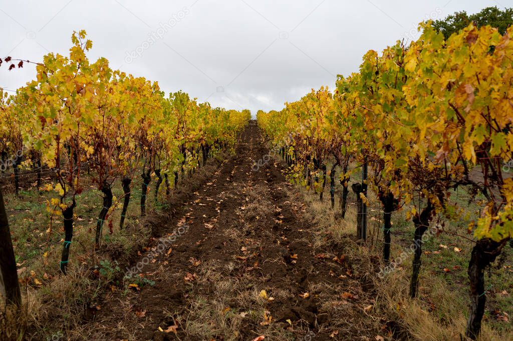 Rainy autumn day on vineyards near Orvieto, Umbria, rows of grape plants after harvest, Italy