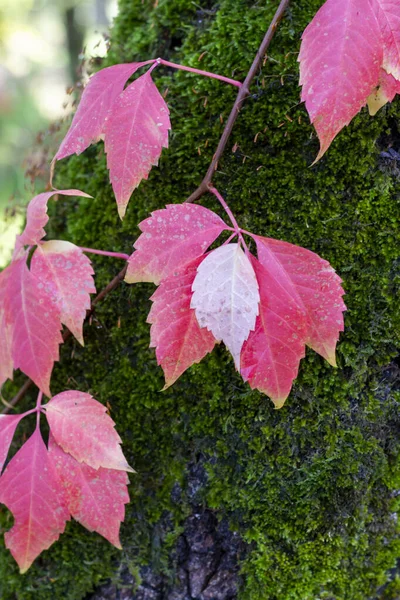 Musgo Verde Árvores Velhas Folhas Vermelhas Dia Ensolarado Floresta Outono — Fotografia de Stock