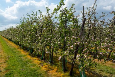 Hollanda, Zeeland 'deki meyve bahçelerinde elma ağaçlarının bahar pembe çiçekleri.