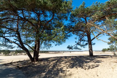Kuzey Brabant 'taki Hollanda ulusal parkında yürüyüş yolları sarı kumlu kum tepeleri, çam ağacı ormanı ve kurumuş çöl bitkileri, doğa geçmişi