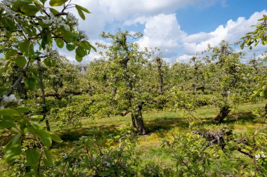 Hollanda, Zeeland 'deki meyve bahçelerinde armut ağaçlarının bahar beyaz çiçeği.
