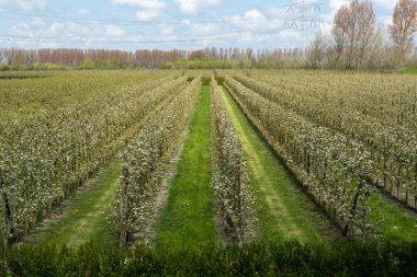 Hollanda, Zeeland 'deki meyve bahçelerinde armut ağaçlarının bahar beyaz çiçeği.