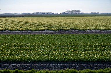 Hollanda 'da lale soğanları üretimi, Zeeland' de çiçek açan lale çiçekleriyle renkli bahar tarlaları