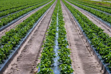 Plastik filmle kaplı toprakta yetişen genç çilek bitkileri.