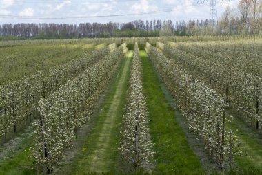 Hollanda, Zeeland 'deki meyve bahçelerinde armut ağaçlarının bahar beyaz çiçeği.