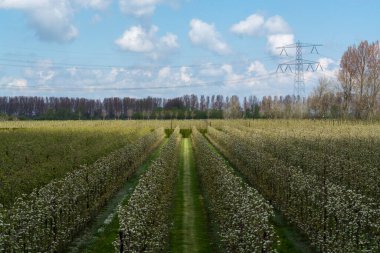 Hollanda, Zeeland 'deki meyve bahçelerinde armut ağaçlarının bahar beyaz çiçeği.