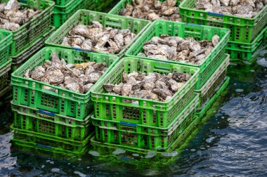 İstiridye yetiştirme sistemleri, istiridyeleri beton istiridye çukurlarında tutmak, sürekli yenilenen sularda muhafaza etmek, Yerseke, Zeeland, Hollanda 'daki çiftlikte satılığa hazır taze istiridyeler ve tüketime hazır.