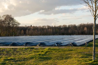 Kuzey Brabant 'ta tarım, Hollanda' da beyaz kuşkonmaz sebzeleri yetiştirmek için siyah plastik film ile kaplı bahar tarlaları
