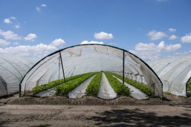 Hollanda 'da plastik film ve tarımla kaplı açık sera inşaatlarında yetişen çiçek açan çilek bitkileri.
