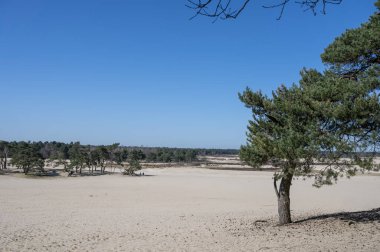 Kuzey Brabant 'taki Hollanda ulusal parkında yürüyüş yolları sarı kumlu kum tepeleri, çam ağacı ormanı ve kurumuş çöl bitkileri, doğa geçmişi