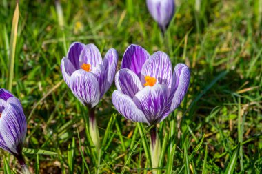 İlk bahar çiçekleri, ormandaki mor timsah çiçekleri.