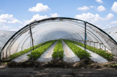 Hollanda 'da plastik film ve tarımla kaplı açık sera inşaatlarında yetişen çiçek açan çilek bitkileri.