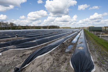 Hollanda 'da tarım, ilkbaharda plastik filmlerle kaplı beyaz kuşkonmaz tarlaları, manzara fotoğrafı