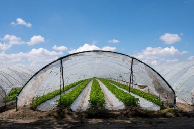 Hollanda 'da plastik film ve tarımla kaplı açık sera inşaatlarında yetişen çiçek açan çilek bitkileri.