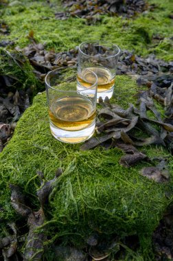 Malt ya da karışık viski tatmak ve deniz yatağında algler, taşlar ve istiridyelerle arka planda, İskoçya, İngiltere 'de özel viski damıtma turları yapmak.