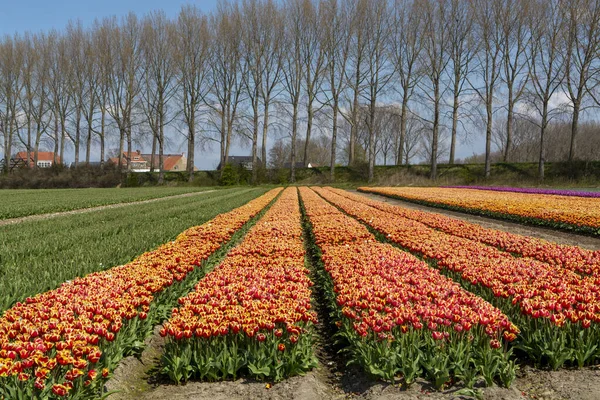 Produktion Von Tulpenzwiebeln Den Niederlanden Bunte Frühlingsfelder Mit Blühenden Tulpenblüten — Stockfoto