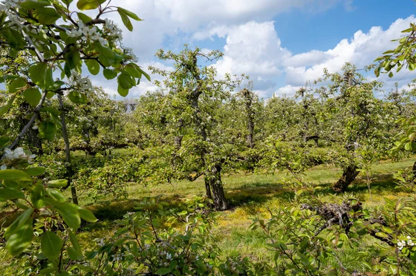 Wiosenny Biały Kwiat Gruszek Sadach Owocowych Zeeland Holandia — Zdjęcie stockowe