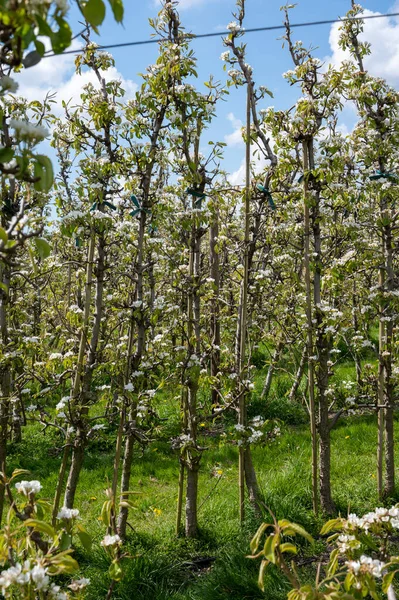 Tavaszi Fehér Körtefák Virágzása Zélandi Gyümölcsösön Hollandiában — Stock Fotó