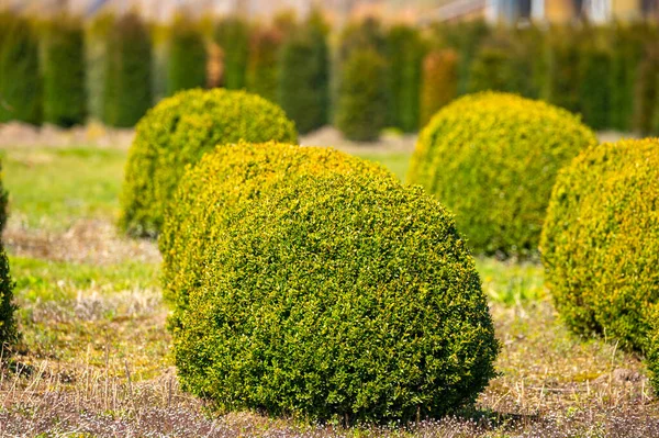 オランダ 北ブラバントの木の保育園で栽培されている観賞用の木とボックスのトピアルボール植物 — ストック写真